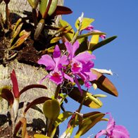 Orqu�deas no Praia Mole Eco Village - Floripa - Florian�plis - Santa Catarina