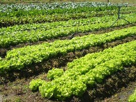 Hotel Fazenda Vale Verde - Planta��es de hortali�a