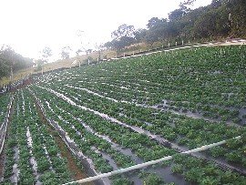Hotel Fazenda Vale Verde - Planta��es de morango
